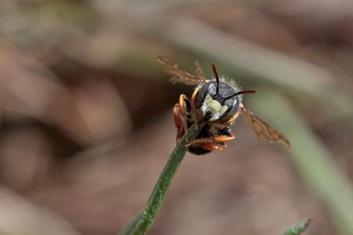 Pseudoanthidium nanum